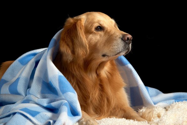 Roter Hund bedeckt mit einem Plaid