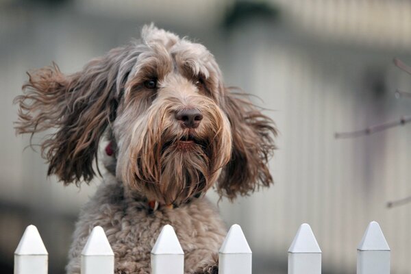 Cane Shaggy che salta dietro la recinzione