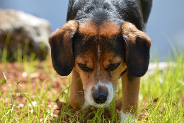 Hunting dogs in action