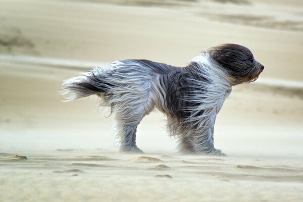 A dog in the sand, the wind ruffles the wool