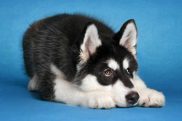 Dog black and white malamute on a blue background