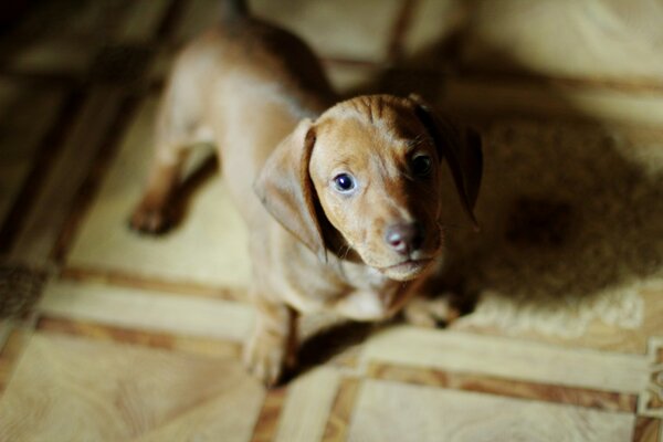 Adorable puppy looks devotedly