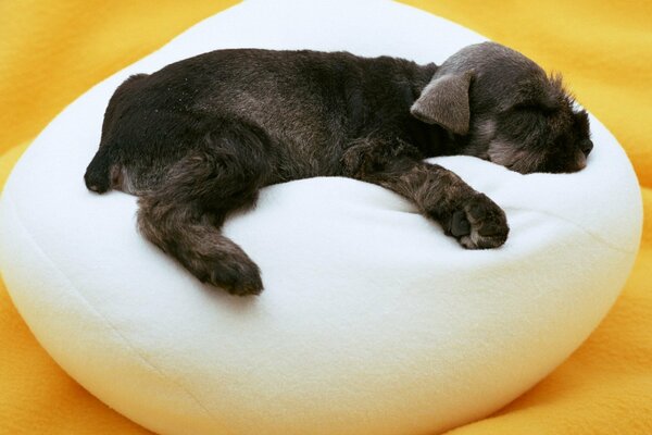 The puppy sleeps on a white ottoman