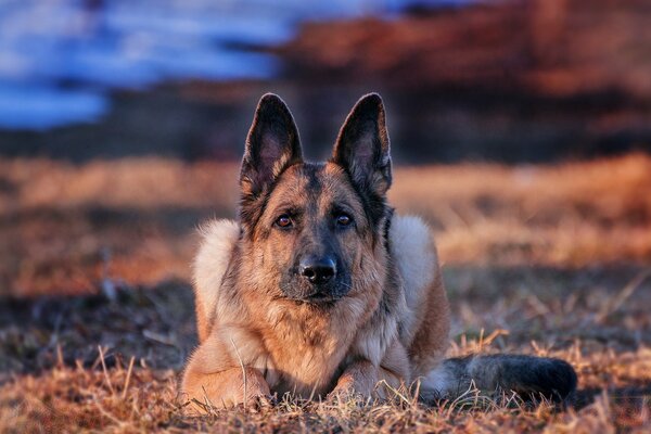 A German Shepherd looks into the camera with his ears raised. There is snow in the background