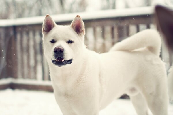 Carino husky in inverno