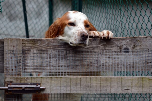 Cane seduto in una gabbia dietro una recinzione