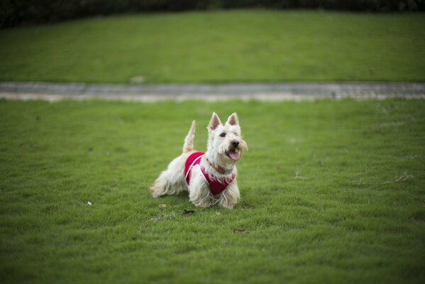 A terrier runs across the lawn