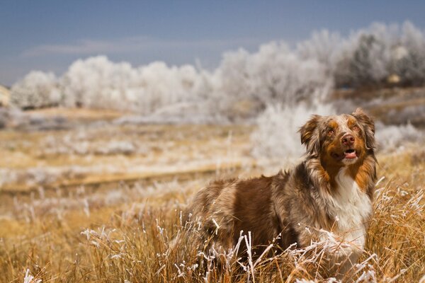 Dog walks in nature in the field