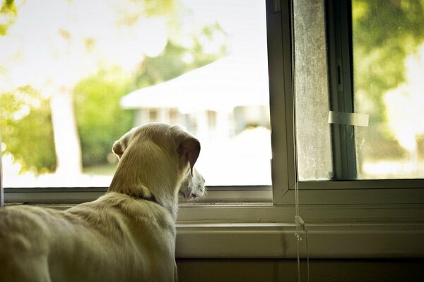 A pet dog looks out the window