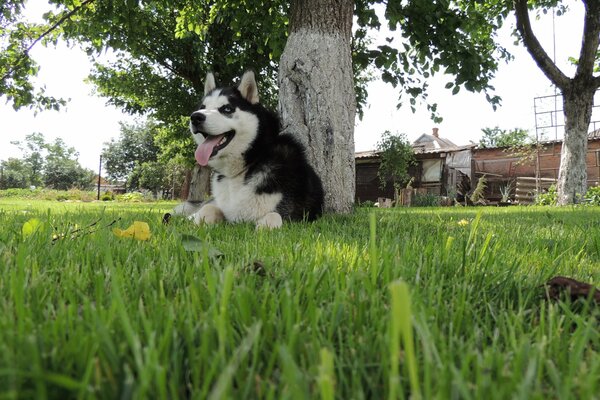 Siberian husky resting on the lawn