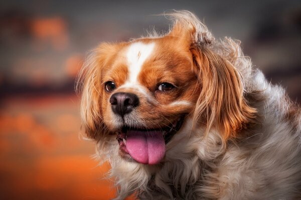 Perro divertido con la lengua sacada