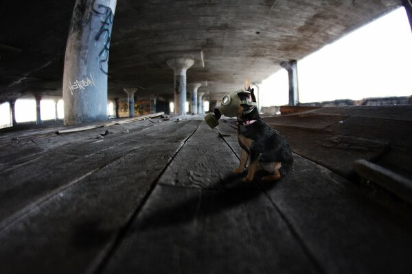 Hund in einer Gasmaske unter dem Viadukt