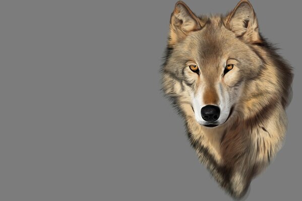 Art wolf predator gray brown