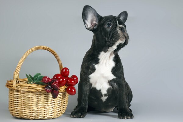 A French bulldog puppy sits next to a basket