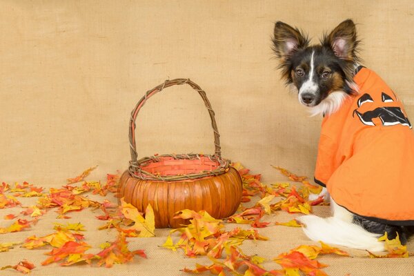 El perro con traje se sienta en las hojas de otoño