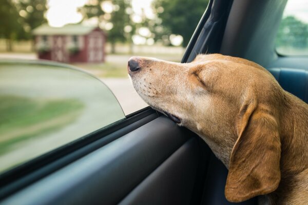 Hund schlief am Autofenster ein