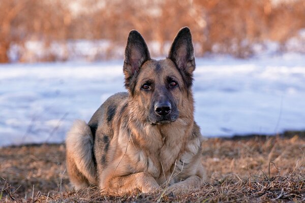 Ein deutscher Schäferhund schaut in die Kamera. Der Hund liegt auf trockenem Gras, von hinten sieht man Schnee