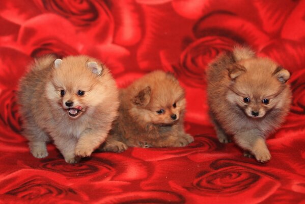 Three puppies on a red background