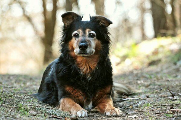 Schwarzer Hund ist ein treuer Freund