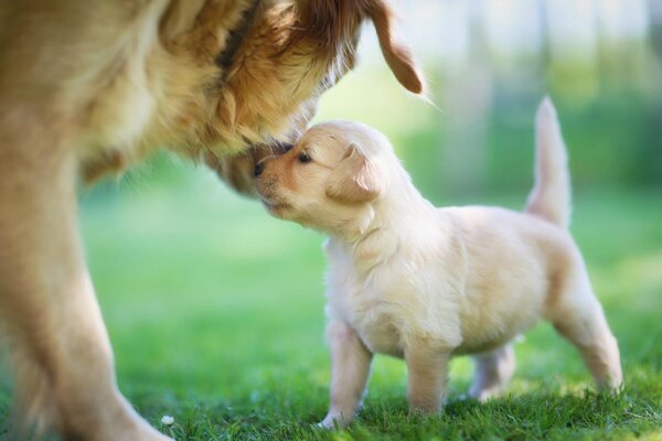 Golden Retriever Welpe mit Mama