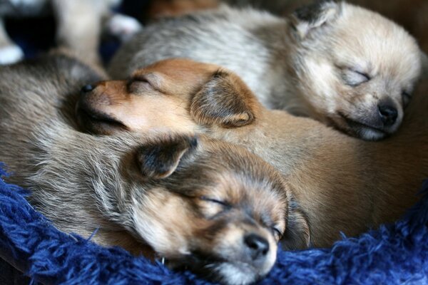 Three puppies are sleeping comfortably