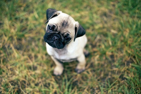 Cachorro Pug sentado en la hierba