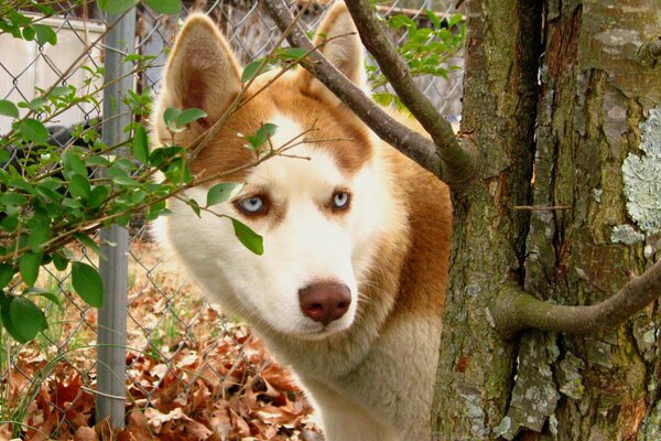 Ein schlauer Hund späht aus einem Baum