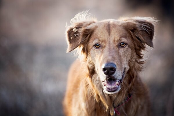 Cane grosso dai Capelli rossi, amico fedele