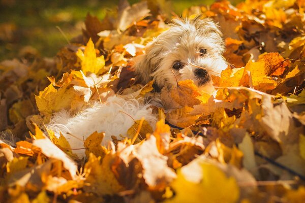 A dog playing in autumn leaves