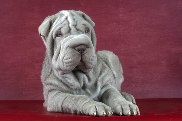 Shar Pei fotogénico en el Escritorio