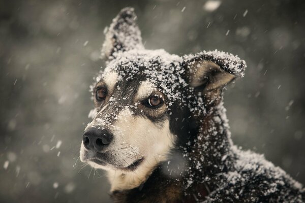 Der Blick des Hundes ist am engagiertesten