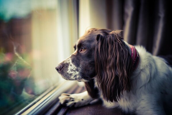 Chien regardant par la fenêtre d attente