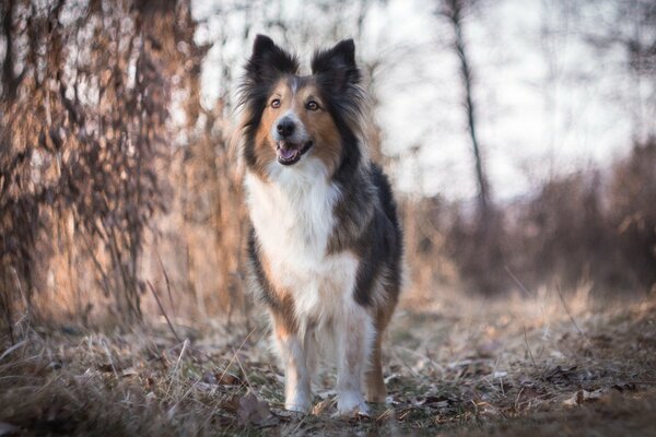 Peloso doggy nel bosco come un collie