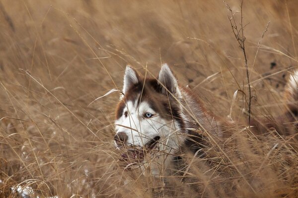 Blue-eyed husky smiles in the grass