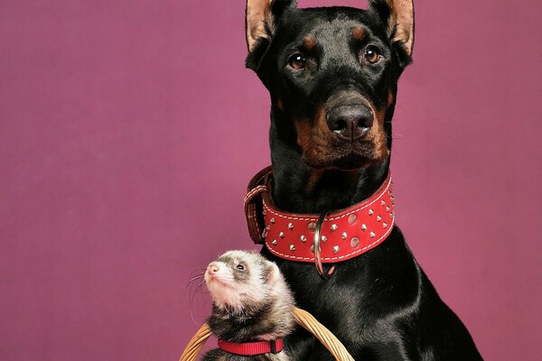 Doberman con un furetto in un cestino