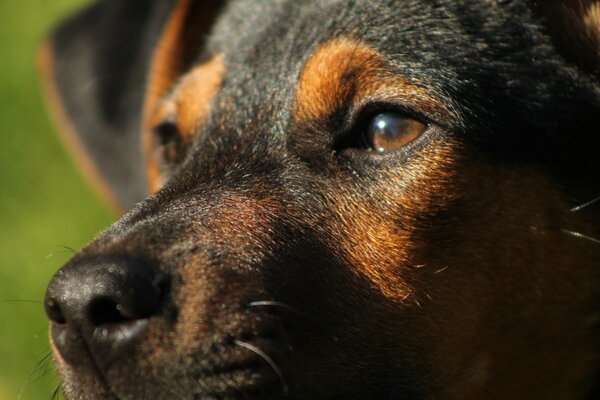 El hocico del perro de cerca