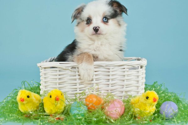 Easter basket with a puppy and chickens