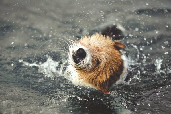 Il cane Shaggy si rispolvera nell acqua