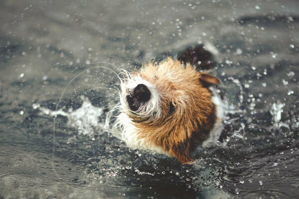 Kudłaty pies otrząsa się w wodzie