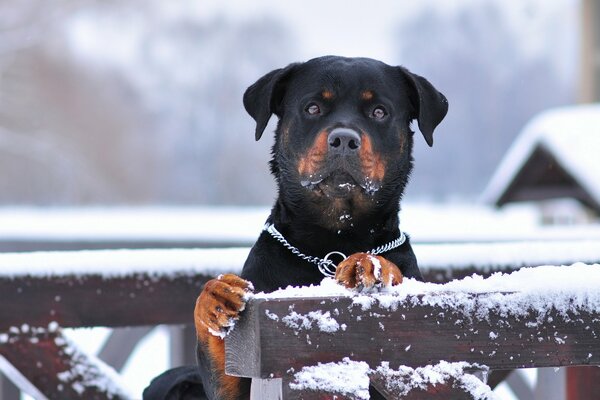 Guard dog in winter with a metal collar