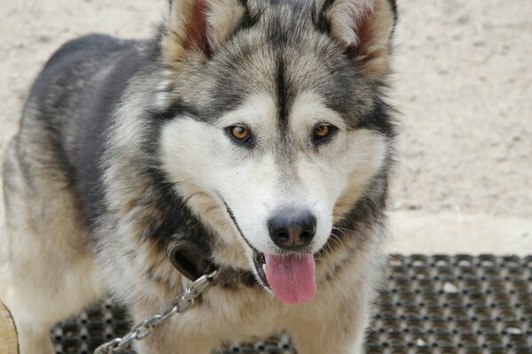 Der Husky hat die Zunge an der Leine gezogen