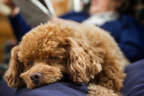 Curly-haired puppy looks at you