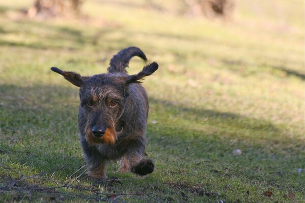 Kleiner schwarzer Hund, Gras Sommer