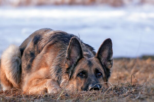 Der deutsche Schäferhund liegt und schaut in die Kamera. Trockenes Gras, im Hintergrund liegt Schnee