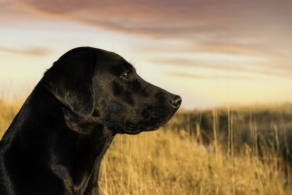 The black dog looks away