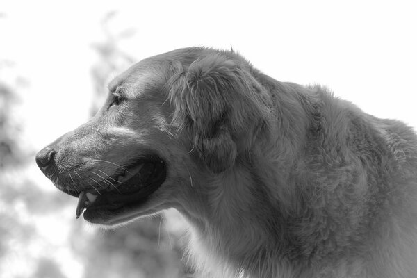 Chien photographié avec effet noir et blanc