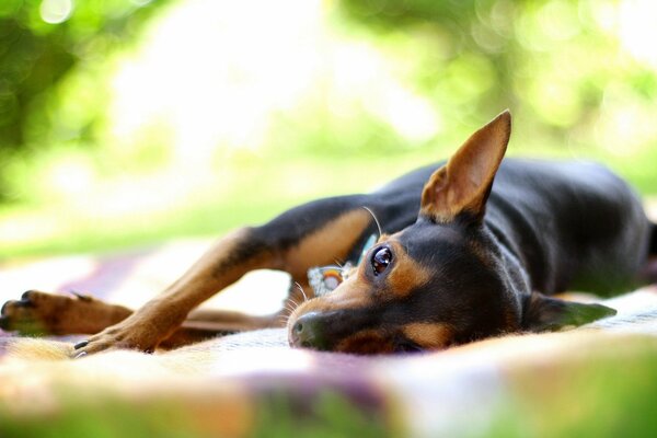 Cane non morti sotto il sole