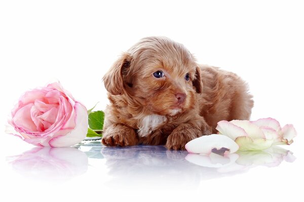 Chiot mignon avec des fleurs