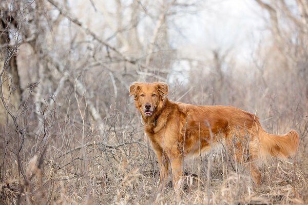 Chien de chasse premier Assistant à la chasse