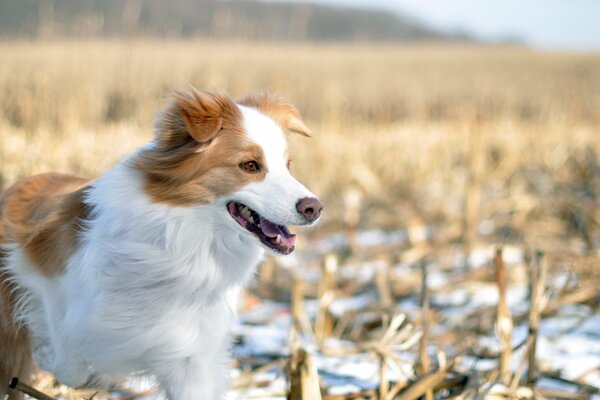 Бело-рыжая собака зимой в поле